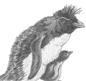 Rockhopperpenguin - Abriachan Nurseries